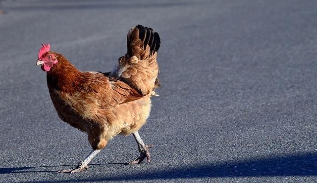 Découvrez le Jeu de Casino Chicken Road En Ligne en France, chicken road demo